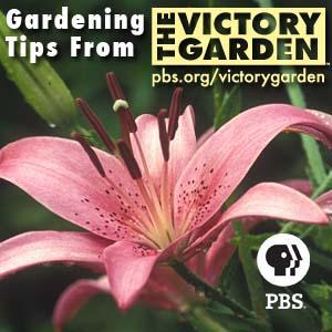 The Victory Garden | PBS by WGBH Boston