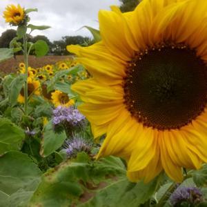 The Nature Garden: gardening, wildlife and nature notes by The Weekending Show