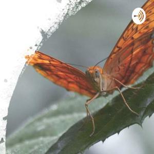 Breathe Observe Mindfulness and Breathing Exercises for Wherever You Are by Beth Cooper