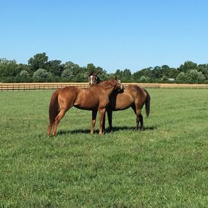 Conversations in Equine Science by Nancy McLean