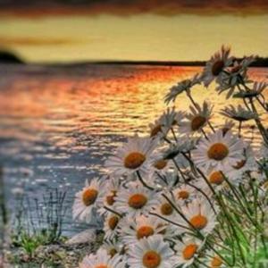 Salmos by DIANA OCAMPO