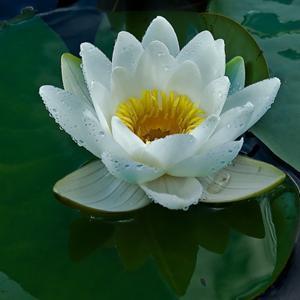 adel's Podcast عادل أبوخالد by adel