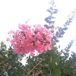 Le Petit Prince in English〜星の王子様を英語で聴く by Taeko Yoshie