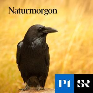 Naturmorgon by Sveriges Radio