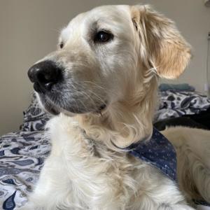 Remembering Your Best Friend. A Dog Bereavement Podcast. by S G