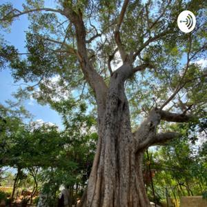 ハートオブインディアのヨガとアーユルヴェーダのお話 by ハートオブインディア　岡田聡子