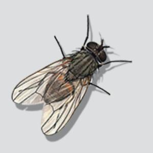 Music Buzzz Podcast - Music Interviews, Commentary & History by Music Buzzz Podcast