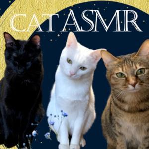 Cat ASMR【eating,purring,grooming】 by Takayuki Kariu