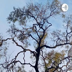 Forest Sounds by Vijetha