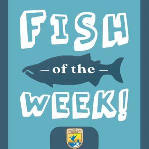 Fish of the Week! by U.S. Fish and Wildlife Service