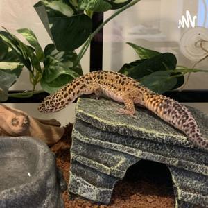 Leopard Gecko Care by Leopard Gecko Care