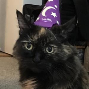 Wizards Vs. Lesbians by Isaac and Alexis