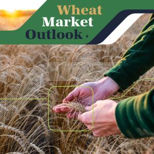 Wheat Market Outlook by Sask Wheat