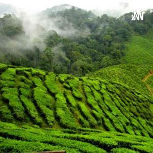 فوائدى by Qassas aja