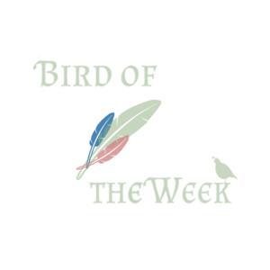 Bird of the Week by Bird of the Week