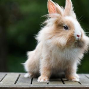 Kaninchen Pfoten by Lena