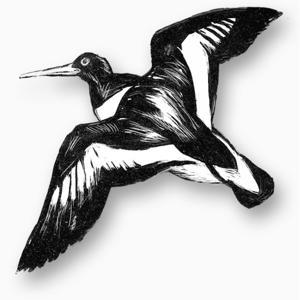 Weekly Bird Report by