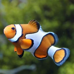 I pesci più straordinari del mondo by Federico