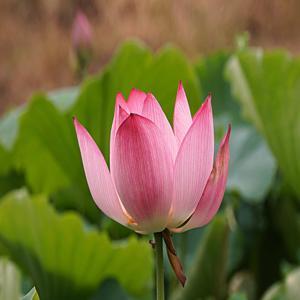 菜根谭 by 正念堂