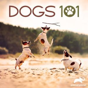 Dogs 101 by Animal Planet