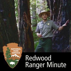 Redwood Ranger Minute by