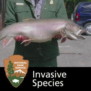 Invasive Species by