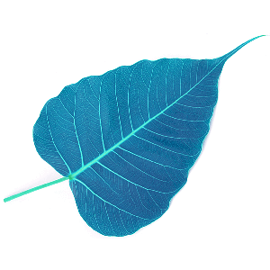 AudioDharma by www.audiodharma.org