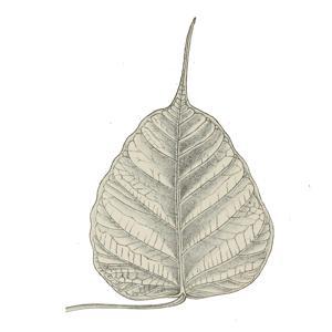 Dharma Seed: dharma talks and meditation instruction by dharmaseed.org