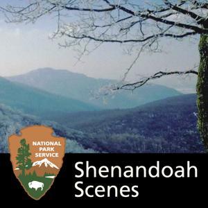 Shenandoah Scenes by