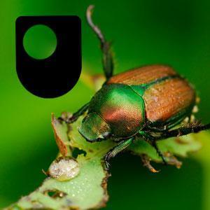 Darwin and language diversity - Audio by The Open University