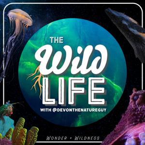 The Wild Life by The Wild Life