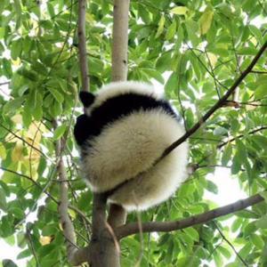 各语版歌曲翻唱 by 说外语的熊猫