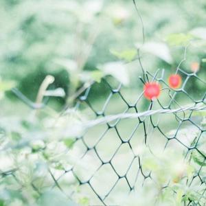 100篇最美英语晨读美文|英语美文 by 落羽听雪