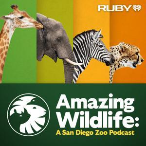 Amazing Wildlife: A San Diego Zoo Podcast by iHeartPodcasts