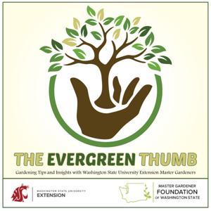 The Evergreen Thumb by Erin Hoover, WSU Extension Master Gardener Program