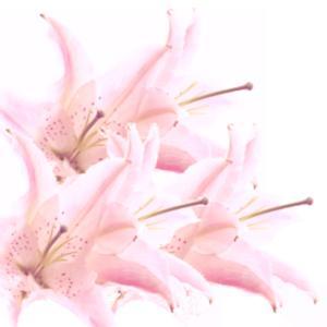 ことばの花束 by moriyuri