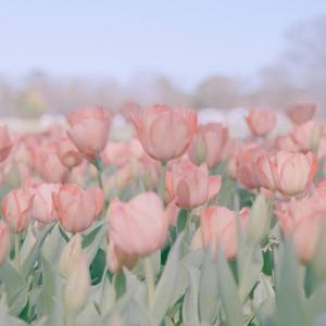 纯音乐/500首无版权音频素材 Vlog BGM by 等夏天的风