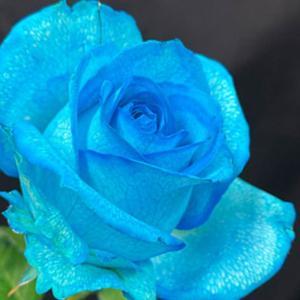 引き寄せの法則エイブラハム　スペシャリティチャンネル（悩み解消・健康・人間関係・パートナー・仕事・お金・子育て・発達障害・自閉症・介護・認知症・ウェルビーイング・宇宙) by ブルーローズ (夢叶う)