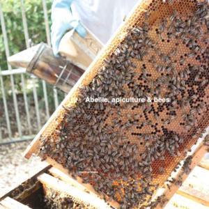 Abeille, Apiculture & Bees by Habib François-Chalabi