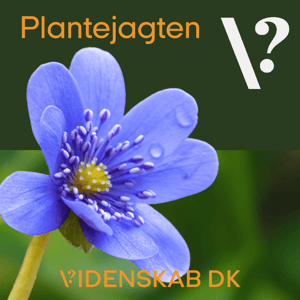 Plantejagten by Plantejagten
