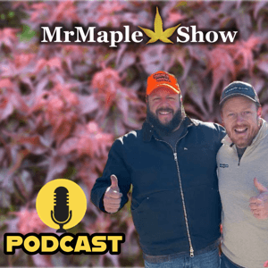 MrMaple Show by MrMaple.com