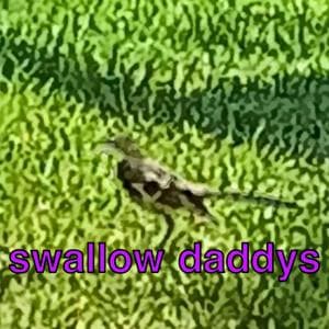 Swallow Daddy's by Drew Bock, RJ Sains
