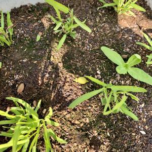 柚的異想世界 by ayoabc