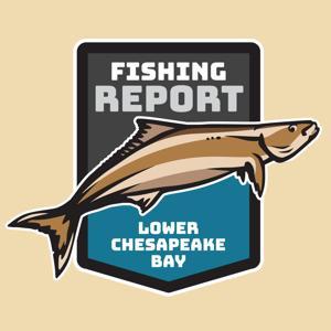 Lower Chesapeake Bay Fishing Report by Great Days Outdoors