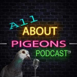 All About Pigeons by Word On The Wire Productions