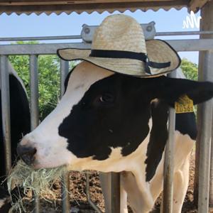 酪していきぬくラジオ by こばちゃん