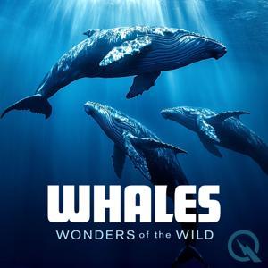 Whales by Inception Point Ai
