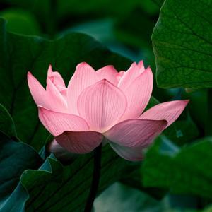 Mindful Spot by Gavril Nikolaev