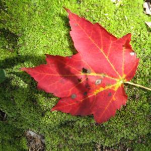 From The Forest by fromtheforest