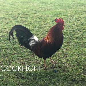 Cockfight by Cockfight